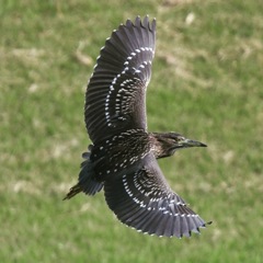 ホシゴイさん 〜♩。 ホシゴイさん 〜♩。