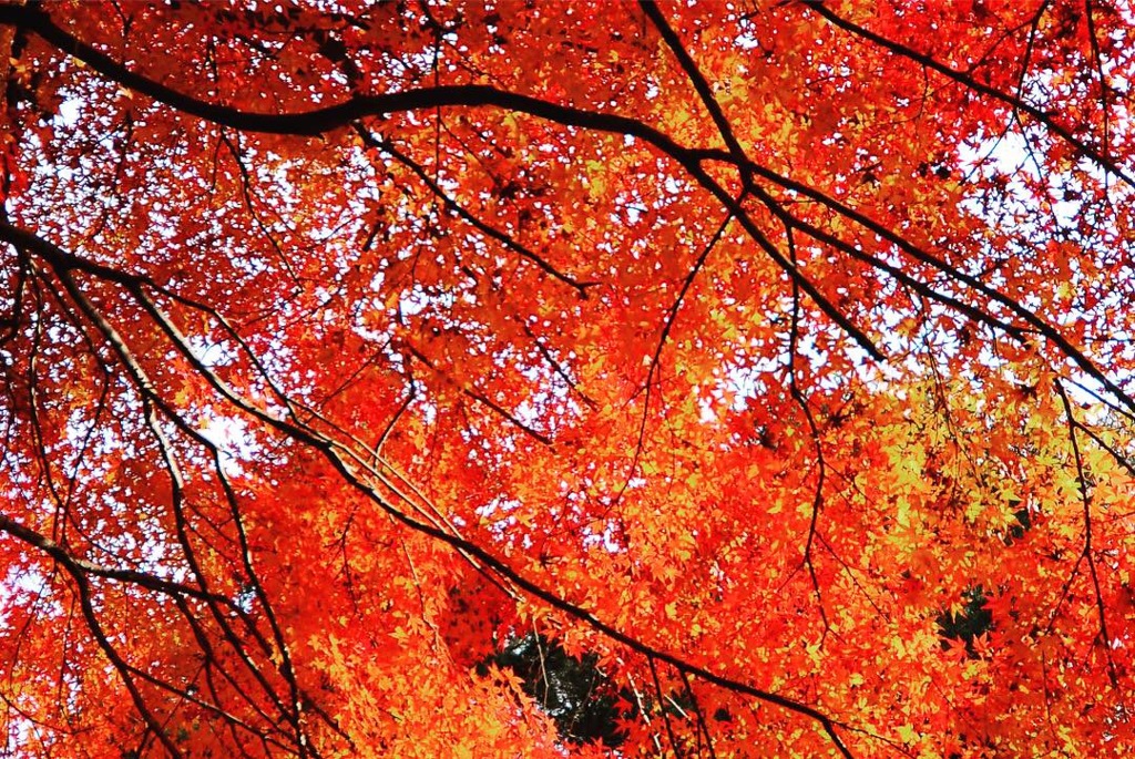 平林寺の紅葉