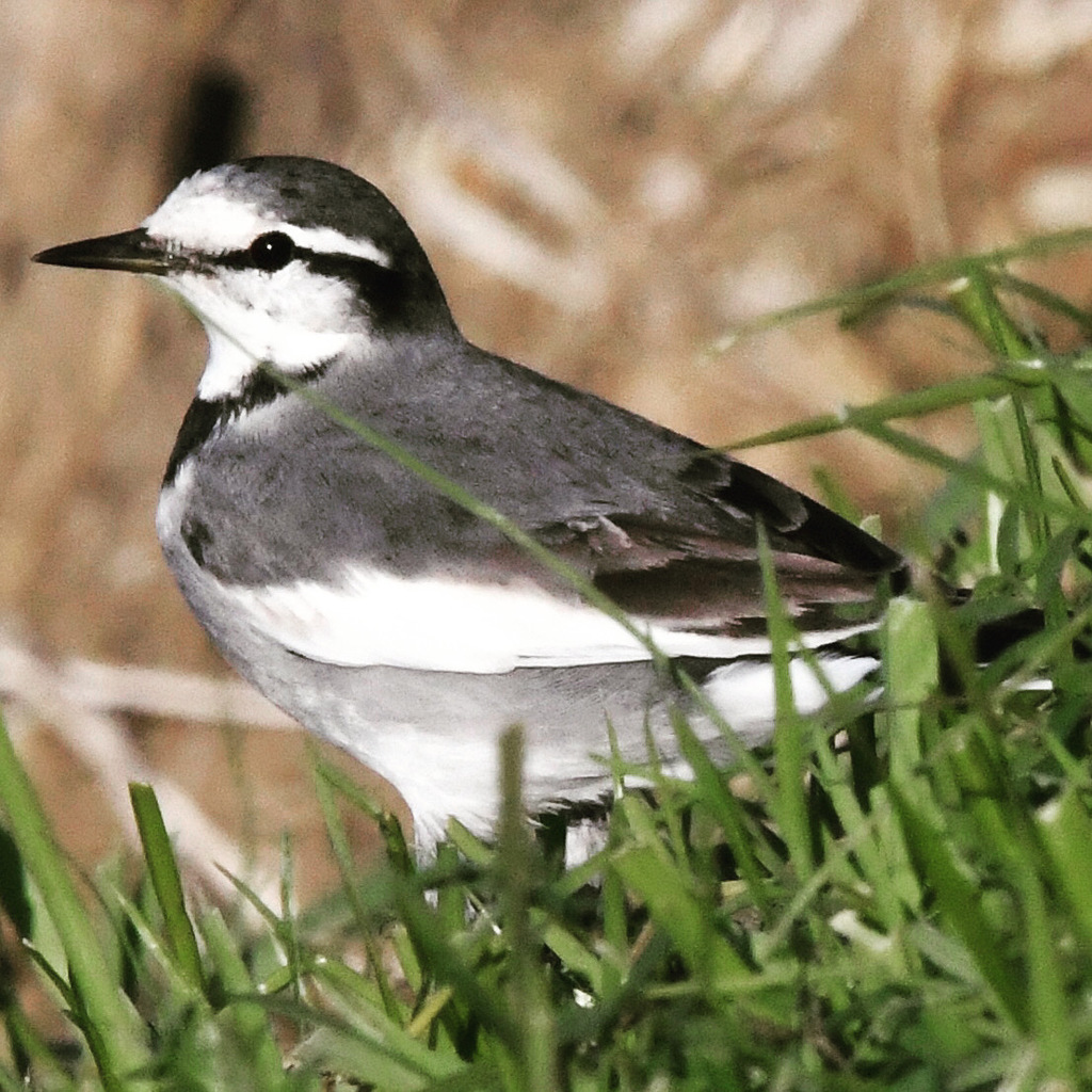 ハクセキレイ (^O^)