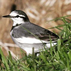 ハクセキレイ (^O^)