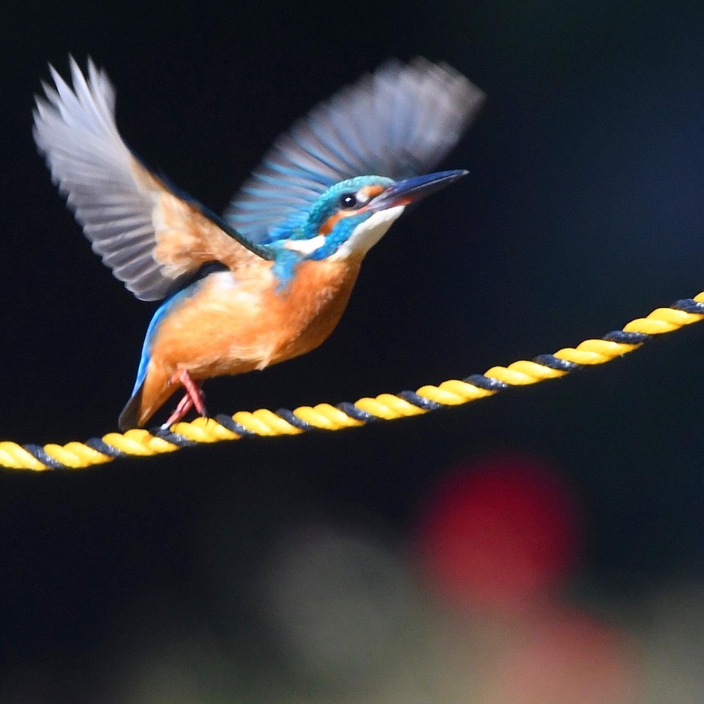 トラロープ ＼(◎o◎)／