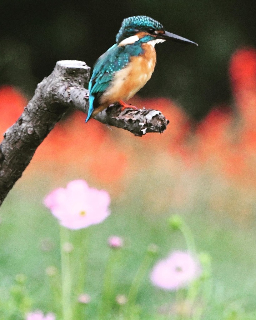 カワセミ (^^♪。