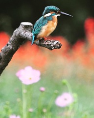 カワセミ (^^♪。