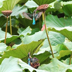 シャワーヘッド‼️ 刺さってる⁉️ 咥えてる⁉️