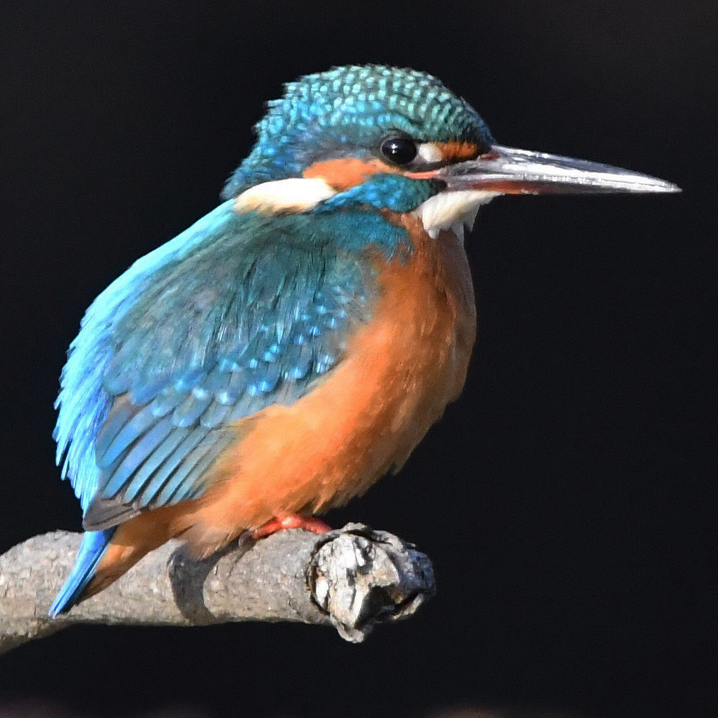 カワセミ (''◇'')ゞ