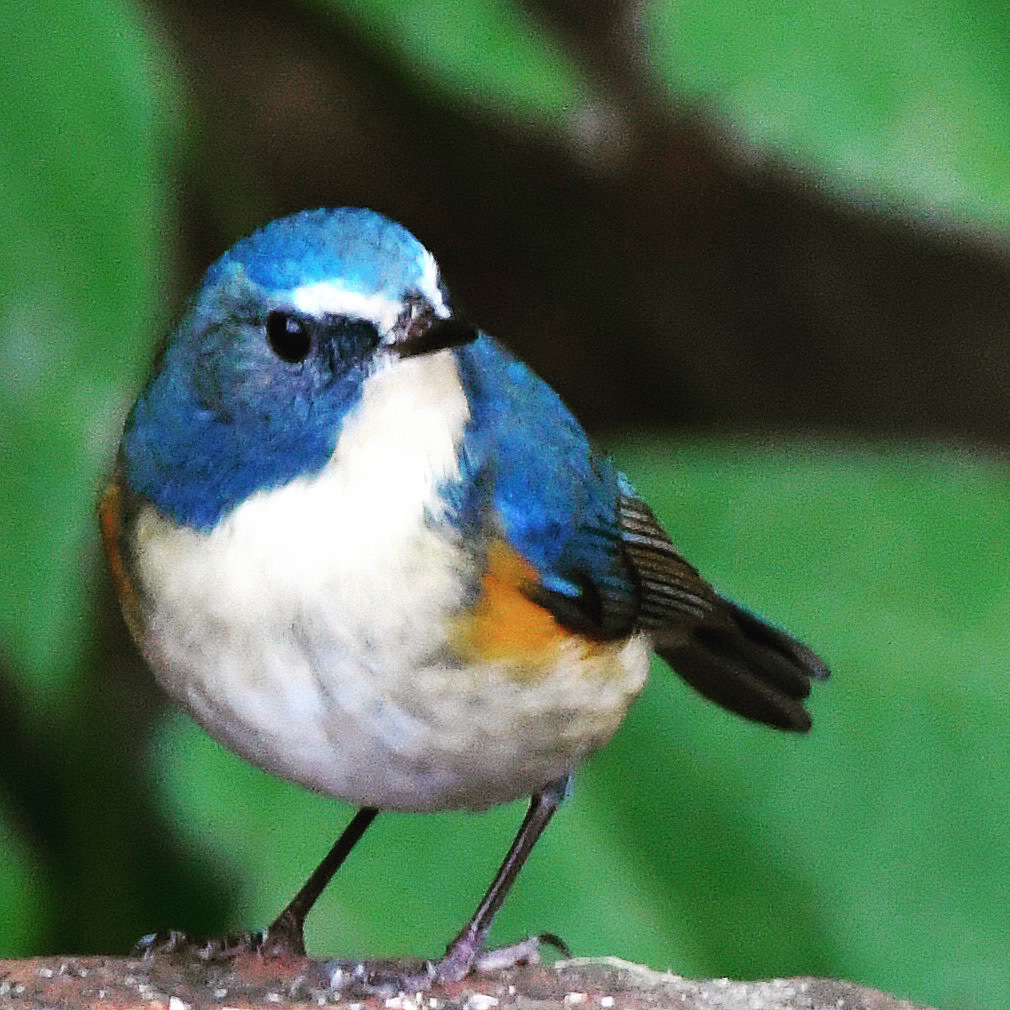 ルリビタキ (=^・^=)