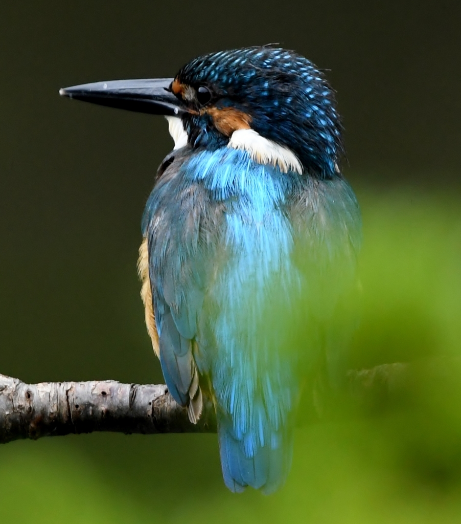 ブルーライン (''◇'')ゞ。