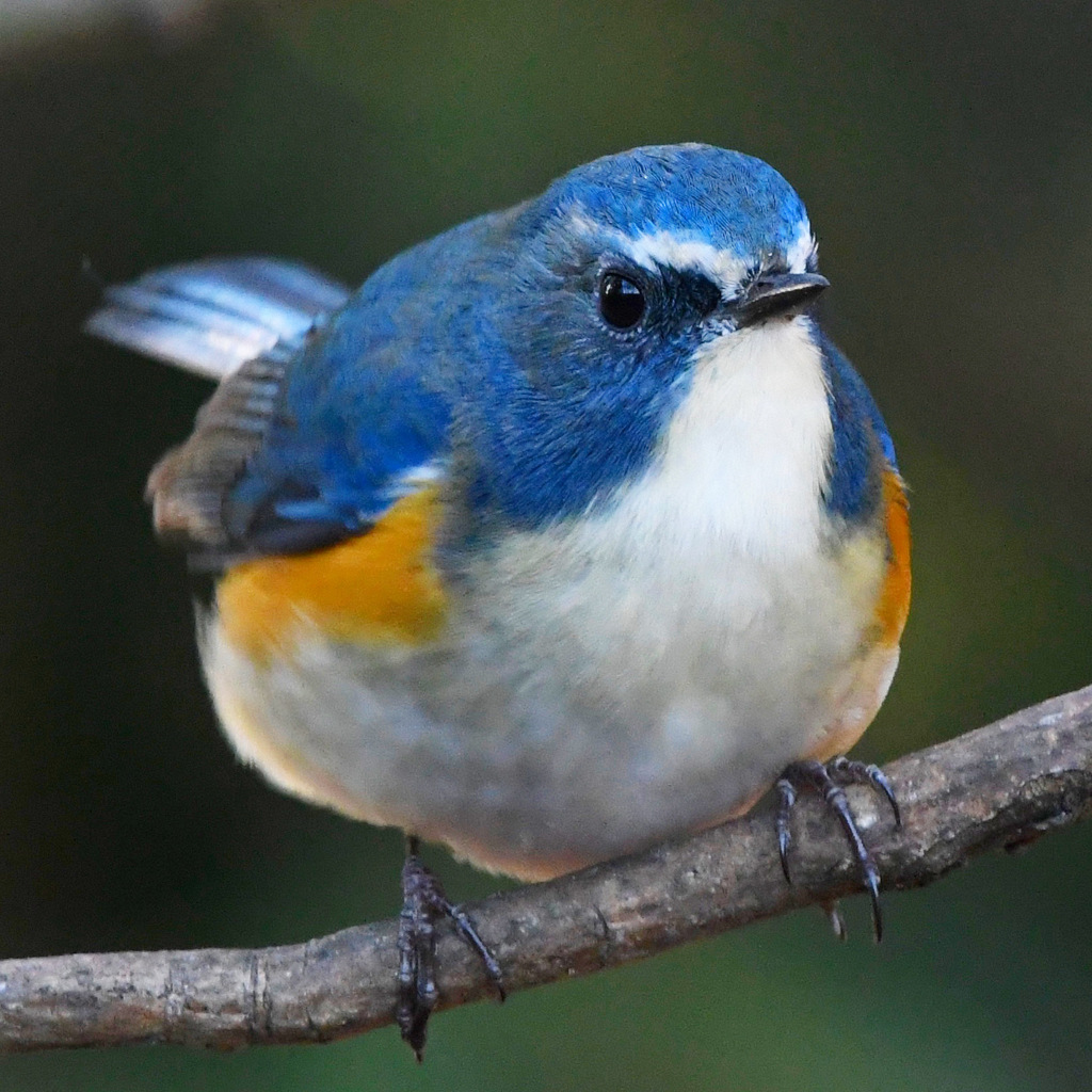 ルリビタキ (=^・^=)