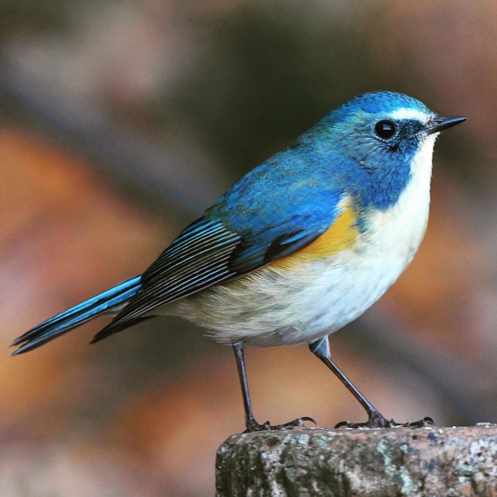 ルリビタキ (^^)/~~~