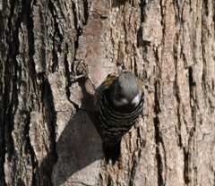 本日の友情出演 (^_-)-☆。