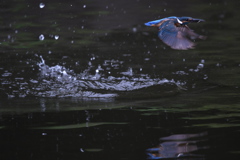 ピント、合ってませんが (''◇'')ゞ。