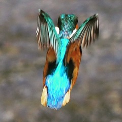 Kingfisher (((o(*ﾟ▽ﾟ*)o)))♡