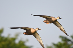 カルガモ飛行隊 ('◇')ゞ。