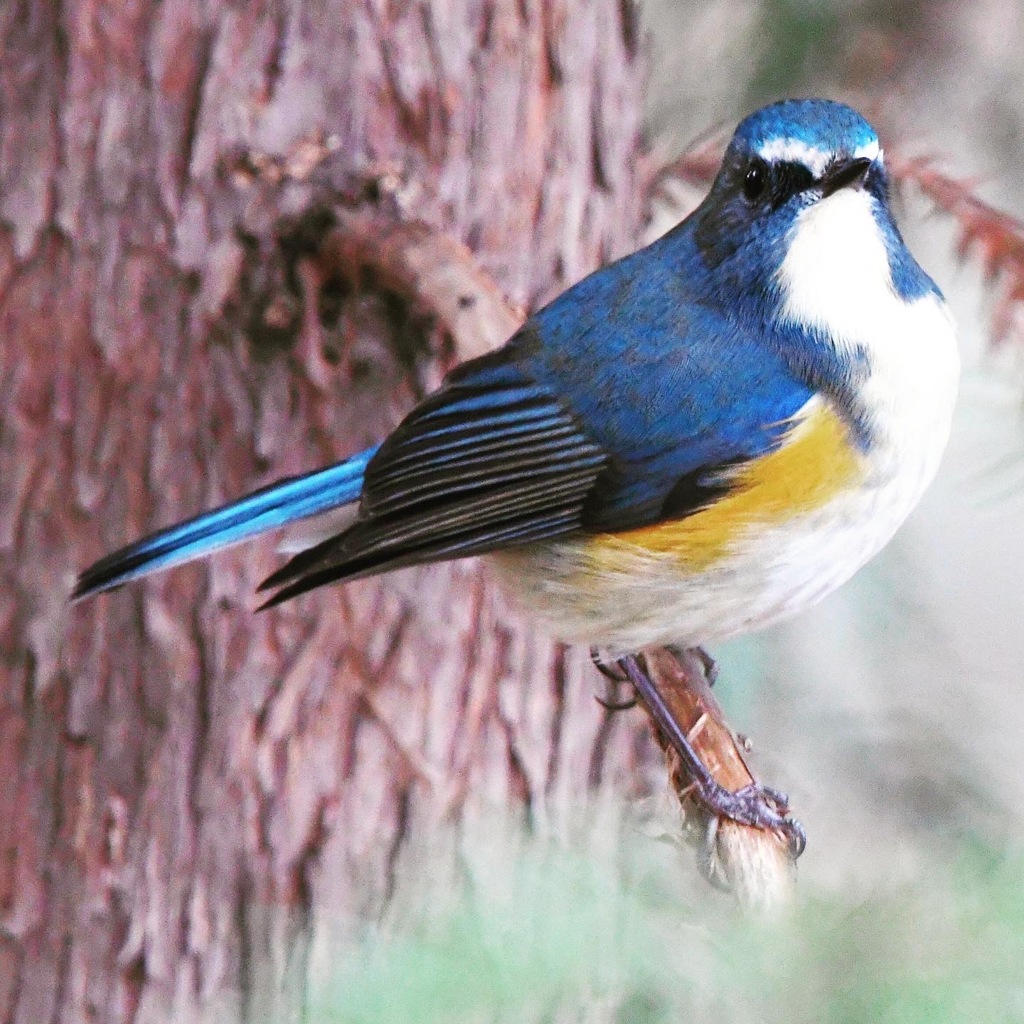 ルリビタキ (^^♪