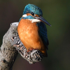 カワセミ (''◇'')ゞ