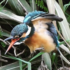 カワセミ (''◇'')ゞ