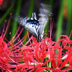 アゲハと曼珠沙華 (o^^o)