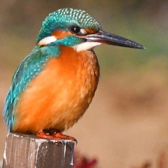 カワセミ (''◇'')ゞ