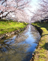 元荒川のさくら並木