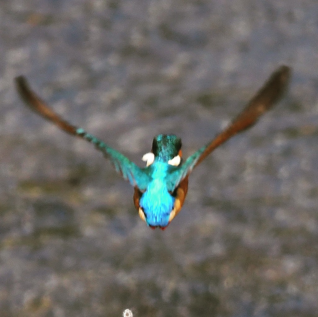 Kingfisher (((o(*ﾟ▽ﾟ*)o)))♡