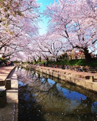 元荒川のさくら並木