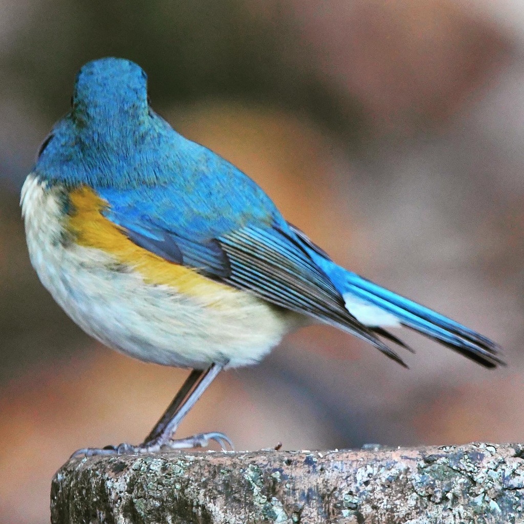 ルリビタキ (^^)/~~~