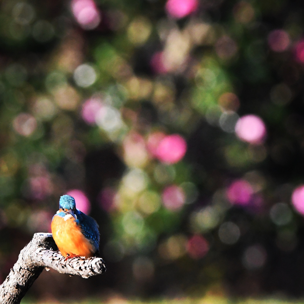 カワセミ (''◇'')ゞ