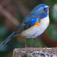 ルリビタキ (^_-)-☆