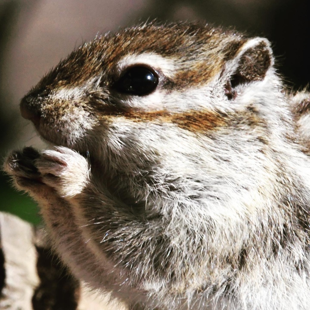 シマリス ( ◠‿◠ )