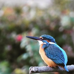 カワセミ (''◇'')ゞ