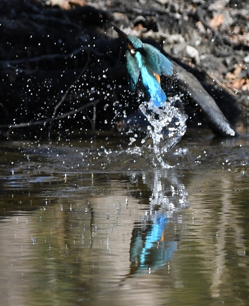Diving scene of  yesterday's kingfisher