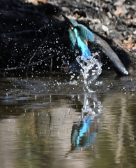 Diving scene of  yesterday's kingfisher