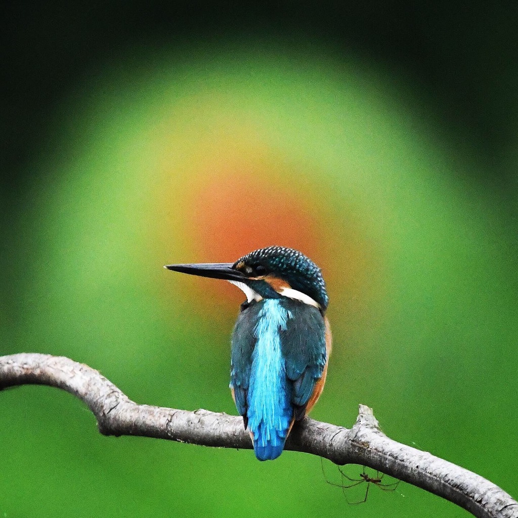 コキアをバックに (o^^o)