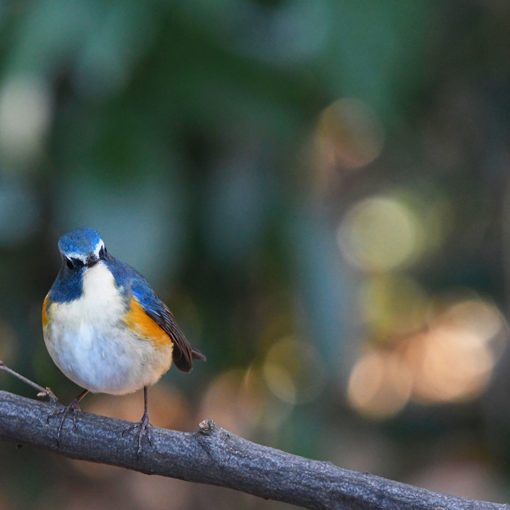 ルリビタキ !(^^)!