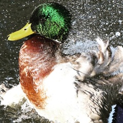 マガモ (=^・^=)
