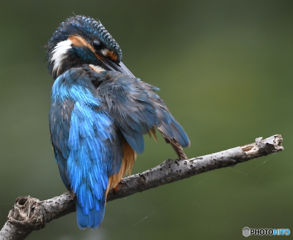 ブルーウイング (^^)/~~~。