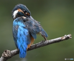 ブルーウイング (^^)/~~~。