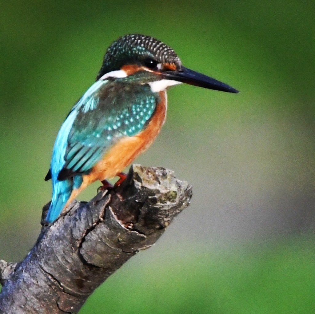 きままな君 (°▽°)。