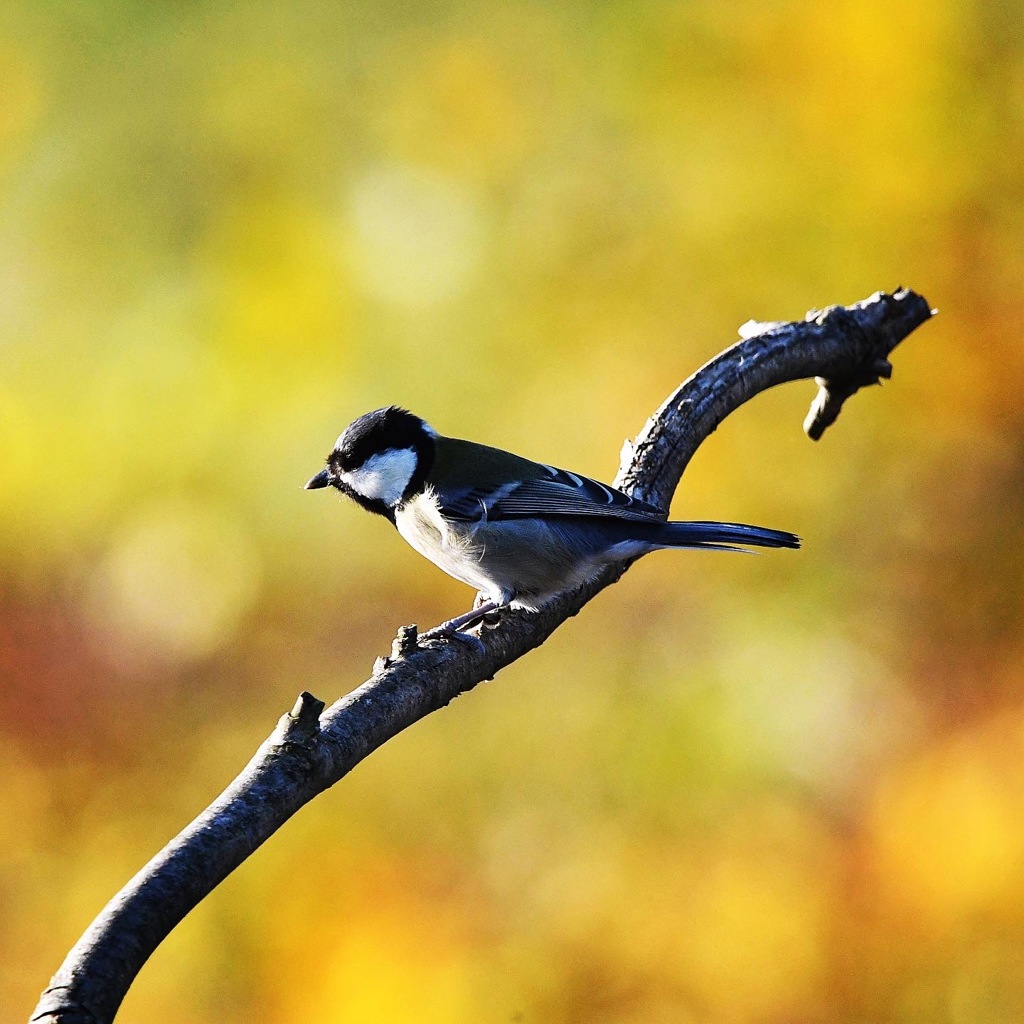 シジュウカラ (*^^*)
