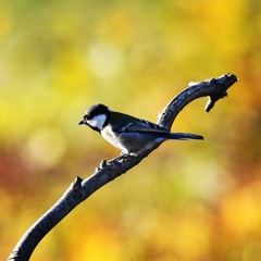 シジュウカラ (*^^*)