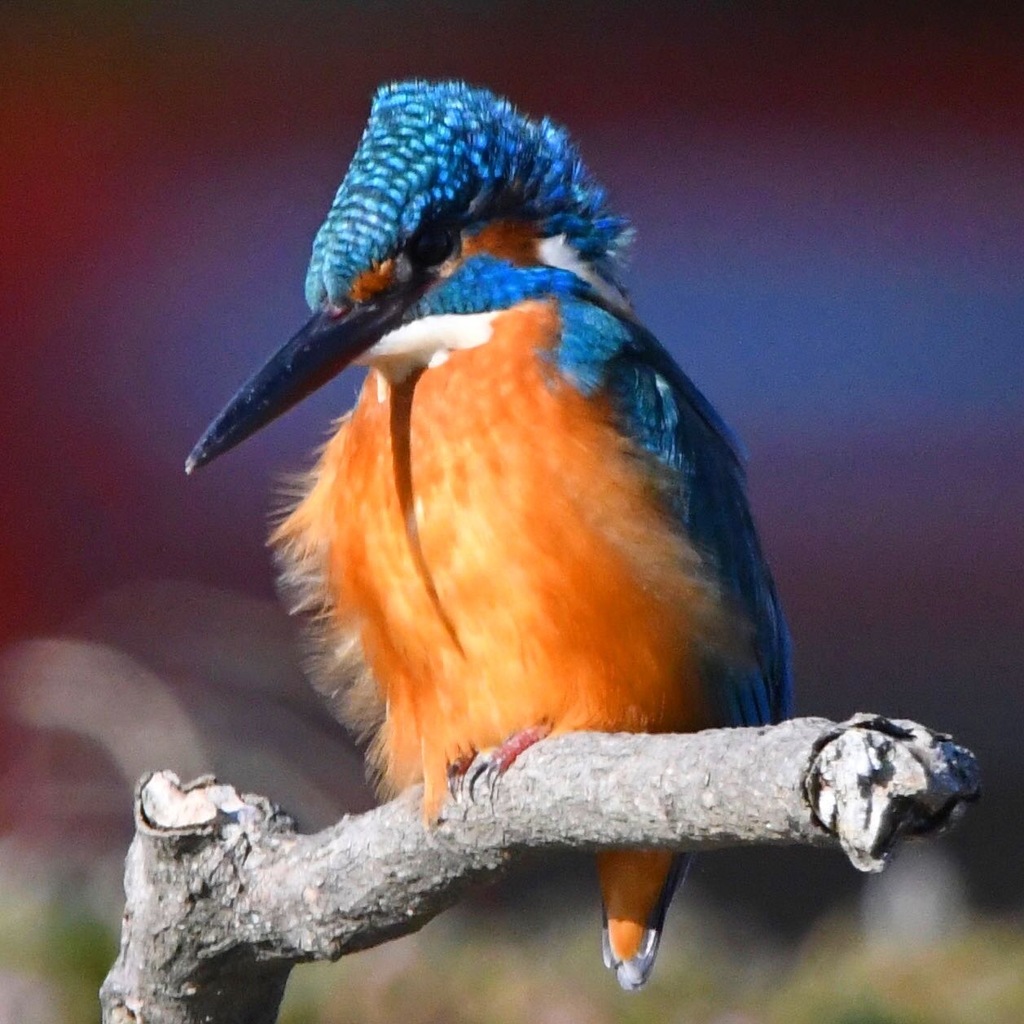 カワセミ (''◇'')ゞ