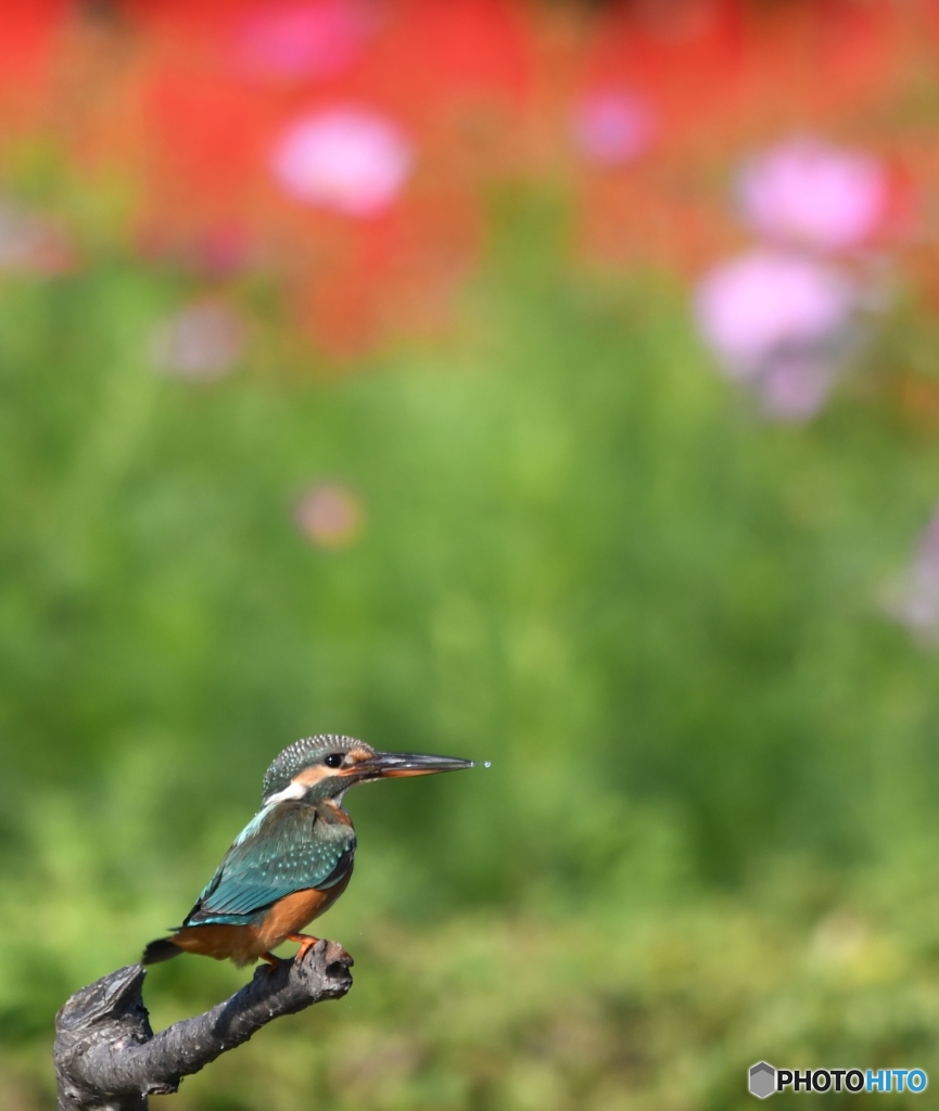 ちよっとだけサルビアをバックに (-"-;A ...アセアセ。
