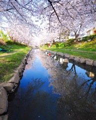 元荒川のさくら並木