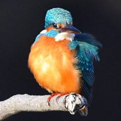 カワセミ (''◇'')ゞ