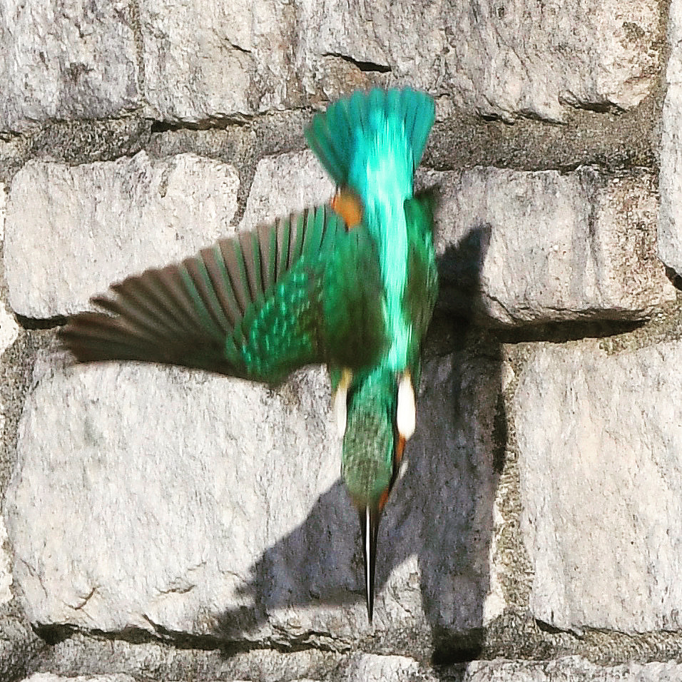 カワセミ (^^)/~~~