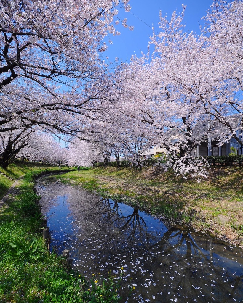 桜 ☆(^^)☆