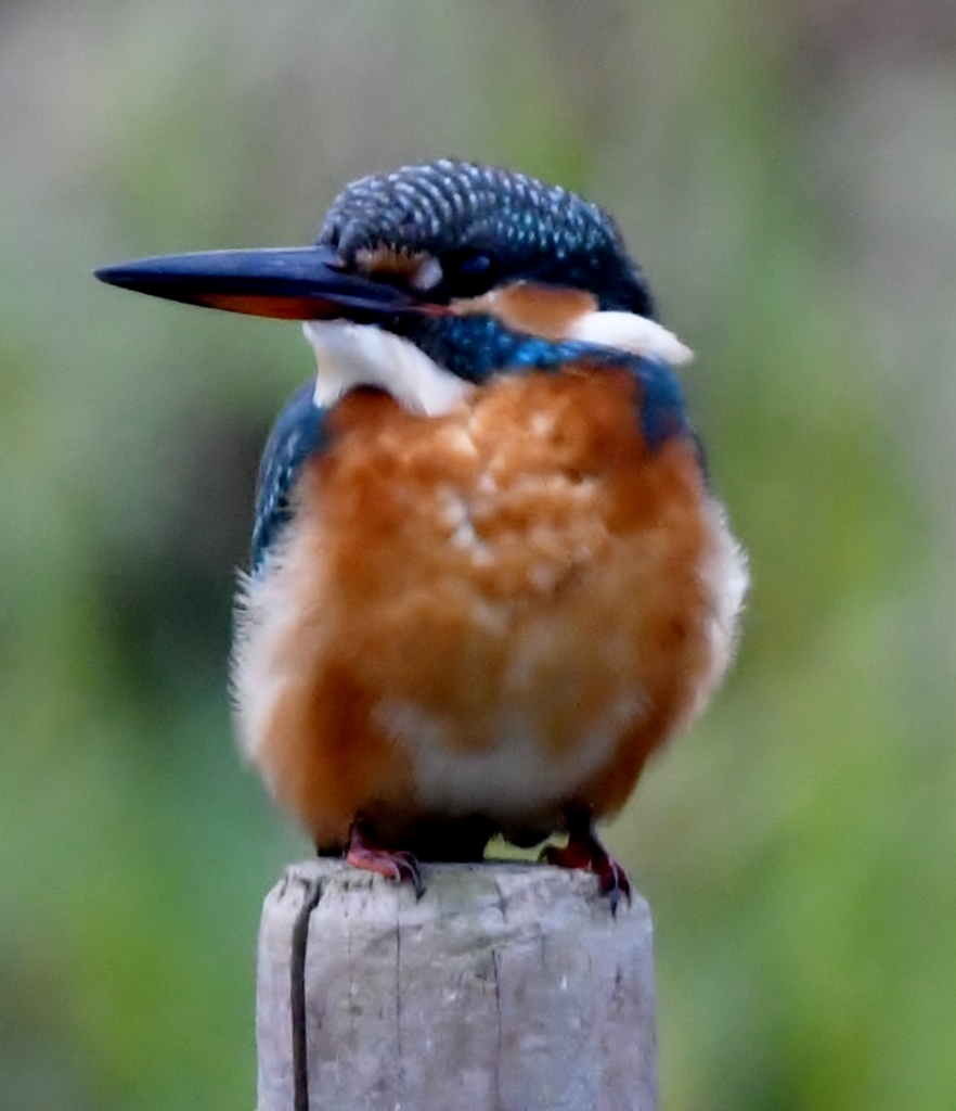 久々の君は、やっぱり素敵でした (''◇'')ゞ。