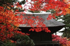 平林寺の紅葉