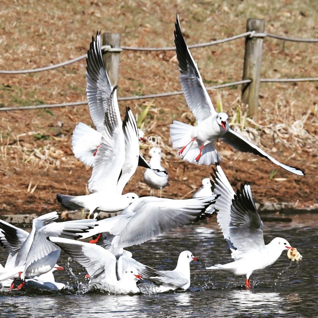 ユリカモメ (^^)/~~~