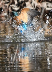 Diving scene of today's kingfisher